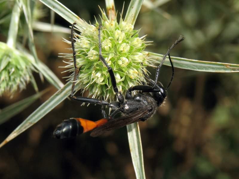 Ammophila